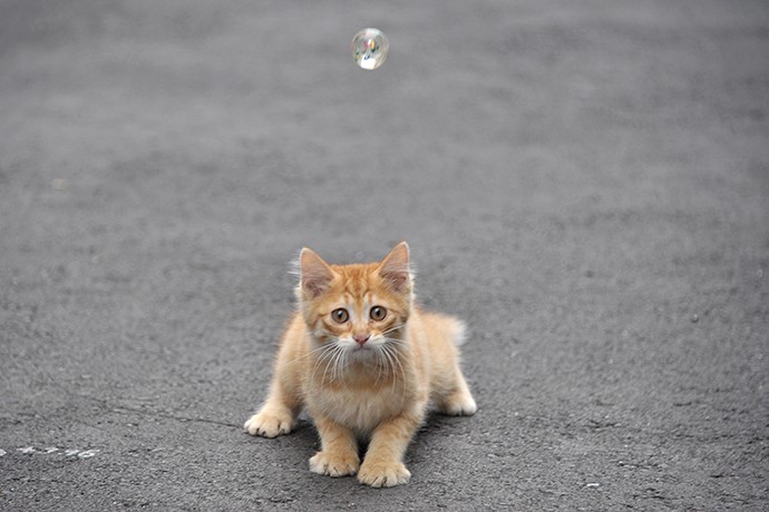 街のねこたち