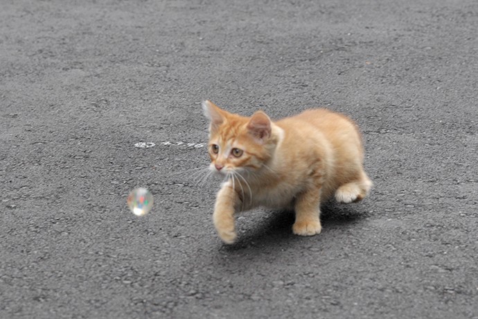 街のねこたち