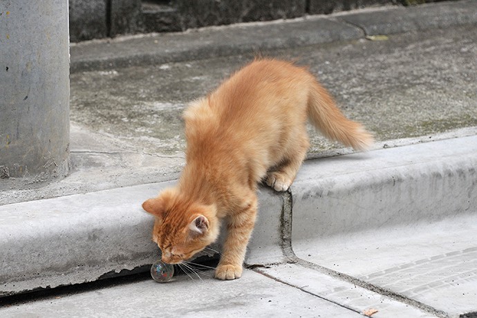 街のねこたち