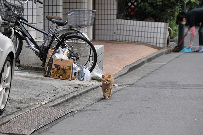 街のねこたち