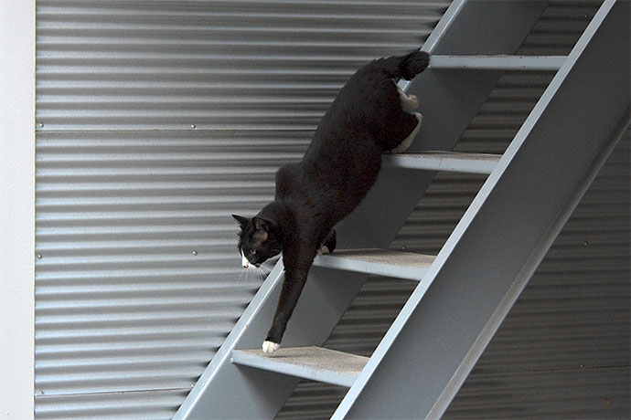 街のねこたち