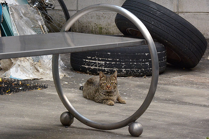 街のねこたち