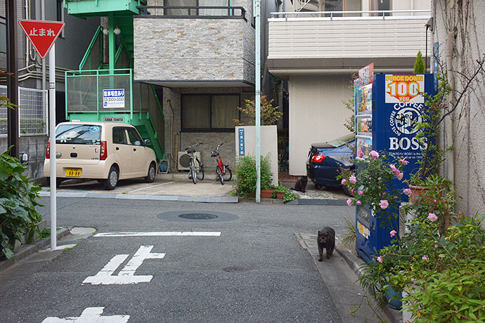 街のねこたち