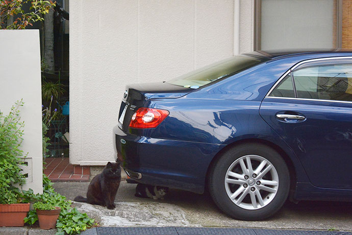 街のねこたち