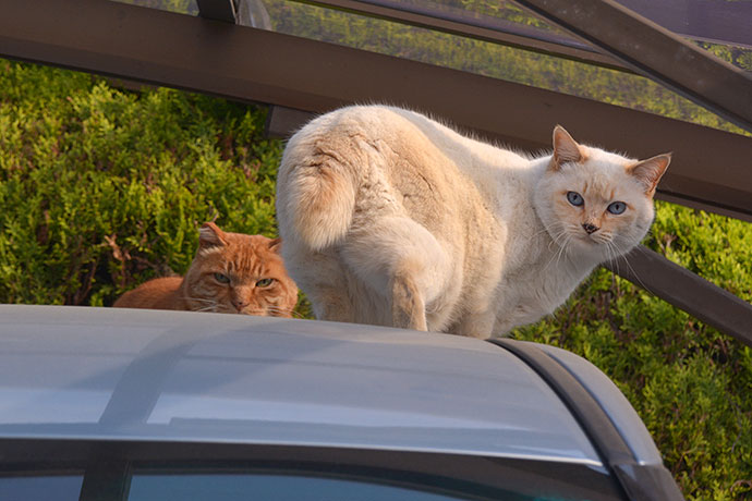 街のねこたち