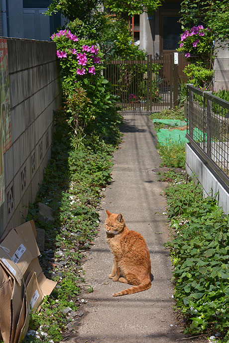 街のねこたち