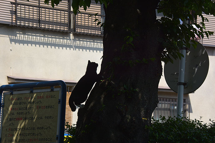 街のねこたち
