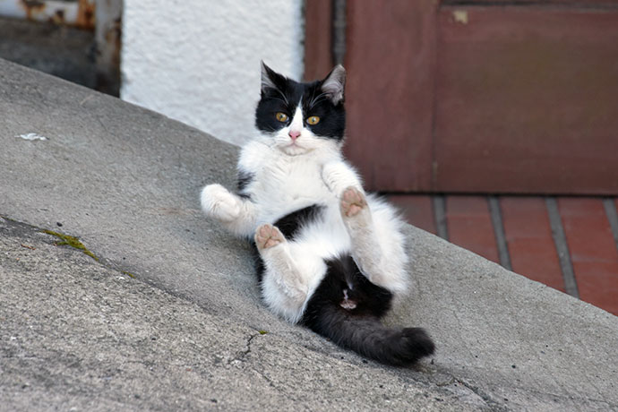 街のねこたち