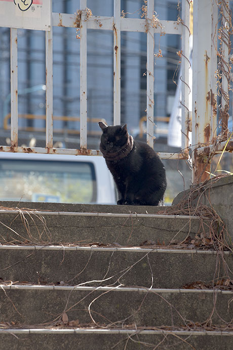 街のねこたち