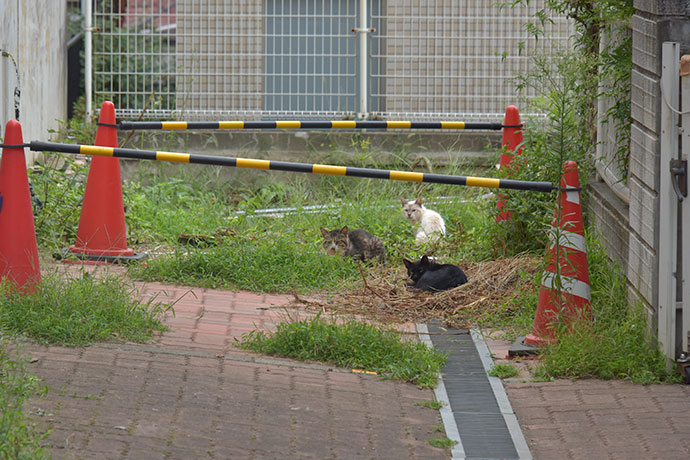 街のねこたち