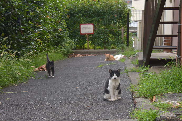 街のねこたち