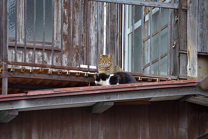 街のねこたち