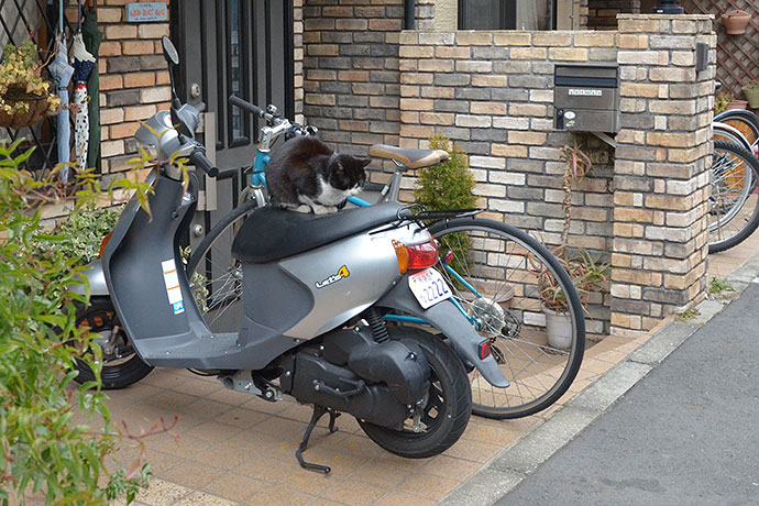街のねこたち