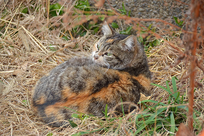 街のねこたち