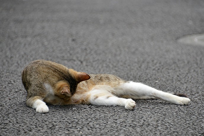 街のねこたち