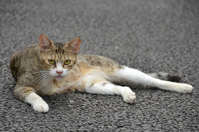 街のねこたち