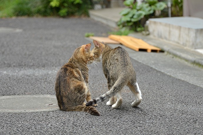 街のねこたち