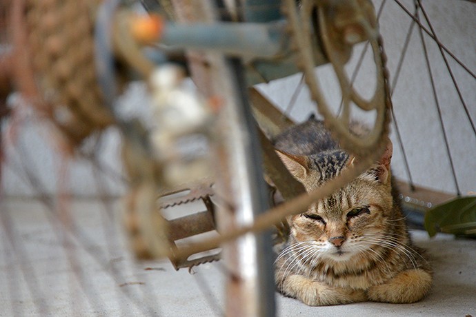 街のねこたち