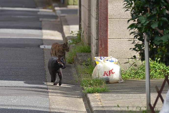 街のねこたち