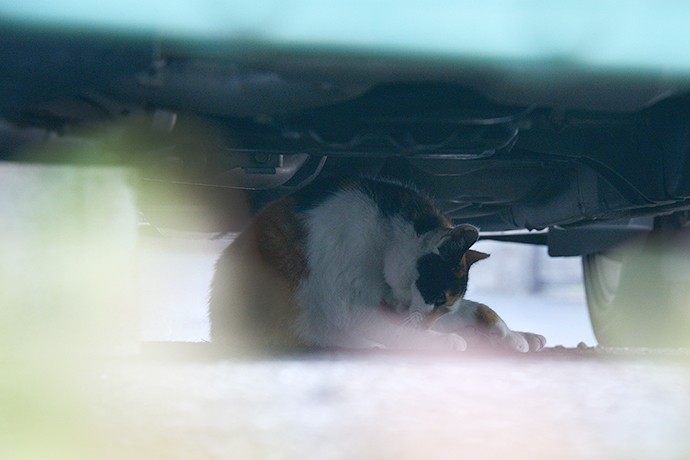 街のねこたち