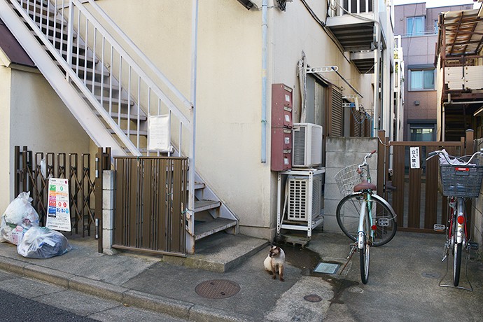 街のねこたち