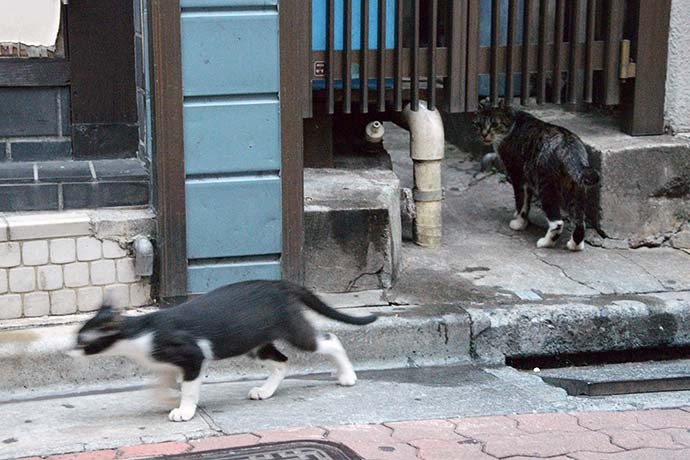 街のねこたち