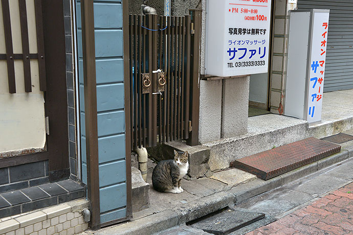 街のねこたち