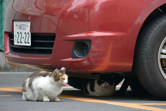 街のねこたち