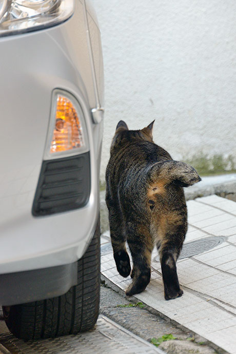 街のねこたち