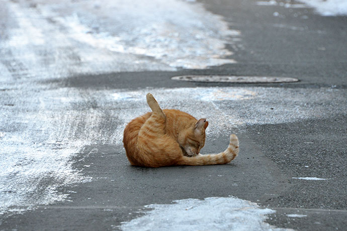 街のねこたち