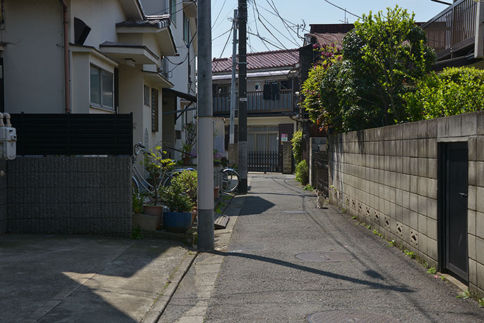 街のねこたち