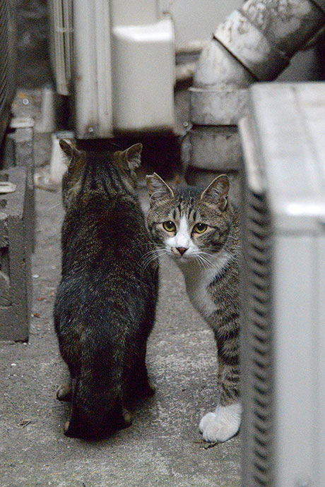 街のねこたち