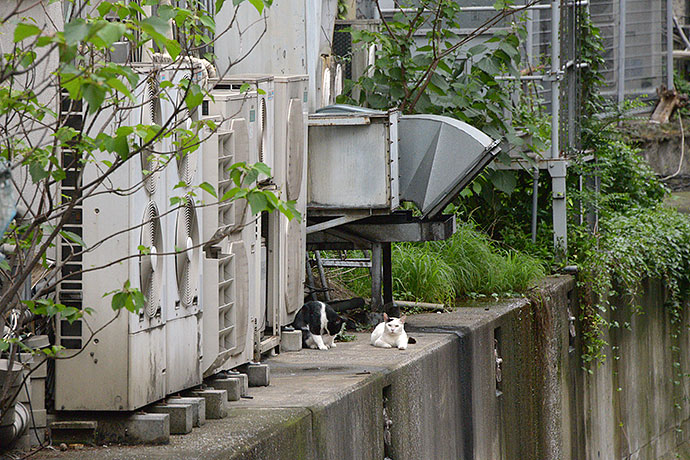 街のねこたち