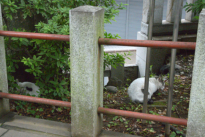街のねこたち