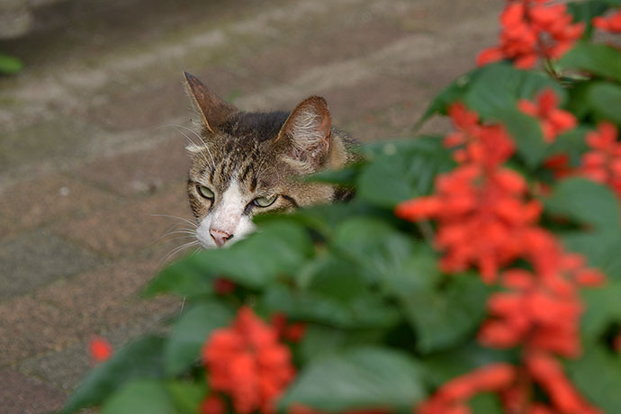 街のねこたち