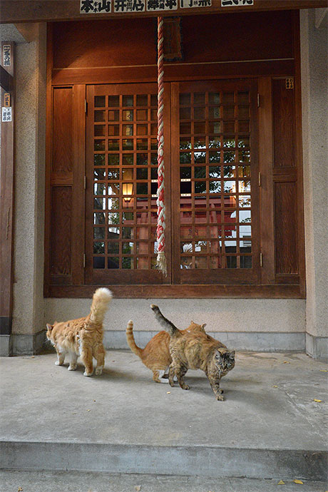 街のねこたち