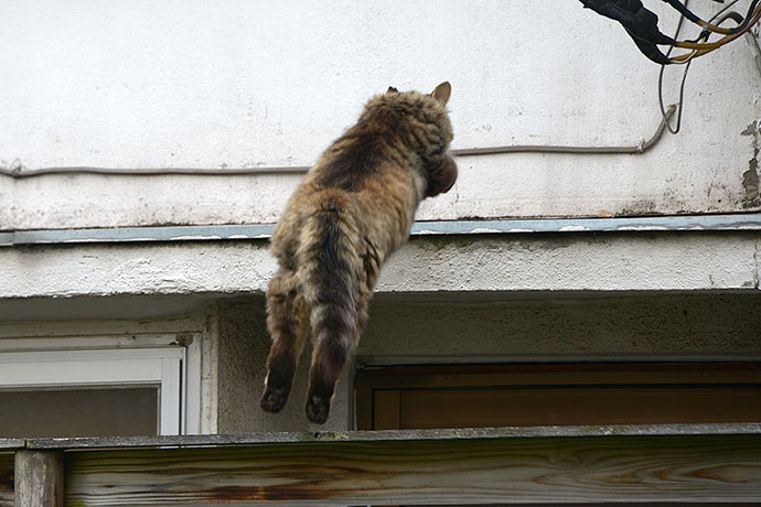 街のねこたち