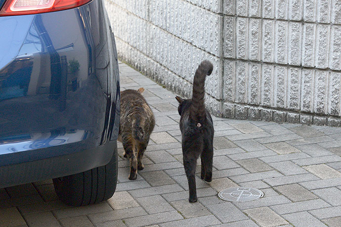街のねこたち