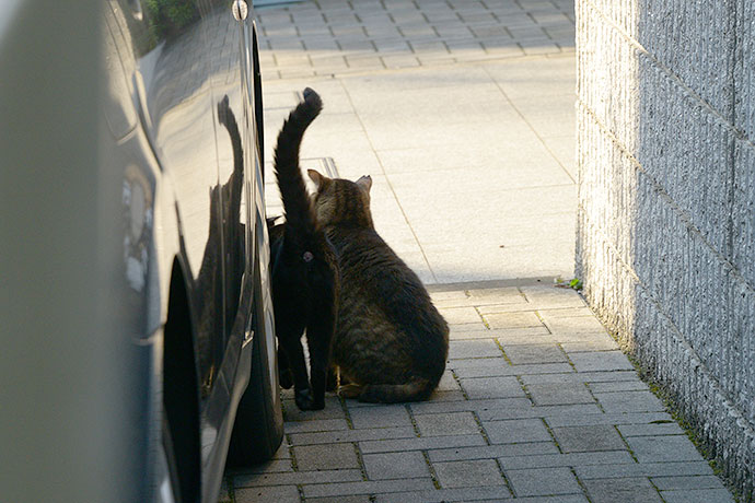 街のねこたち