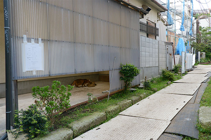 街のねこたち