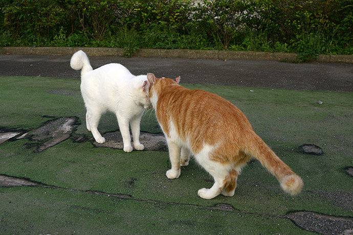 街のねこたち