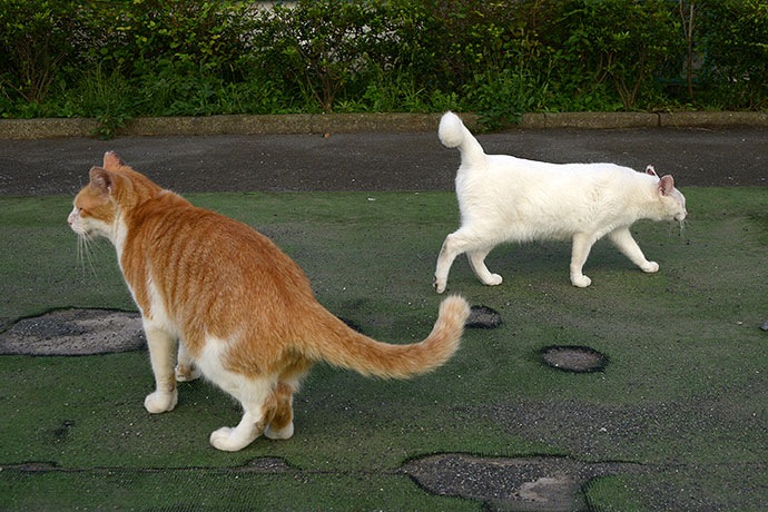 街のねこたち