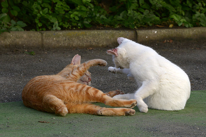 街のねこたち