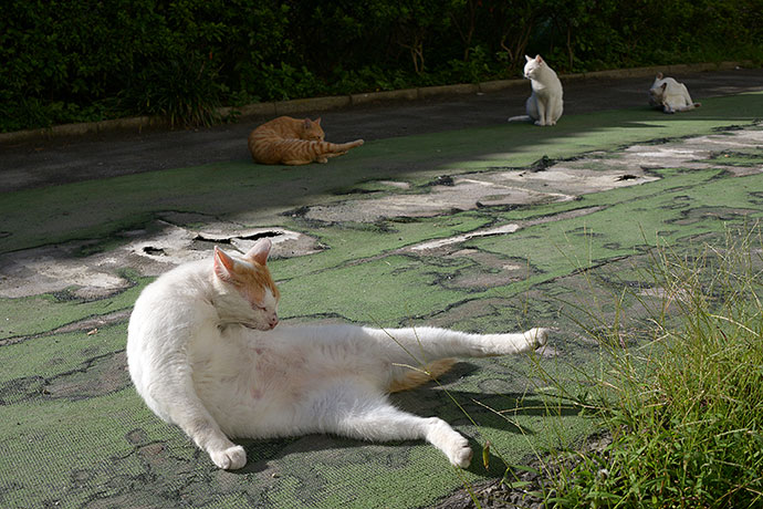 街のねこたち