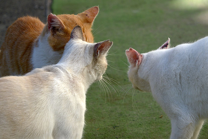 街のねこたち