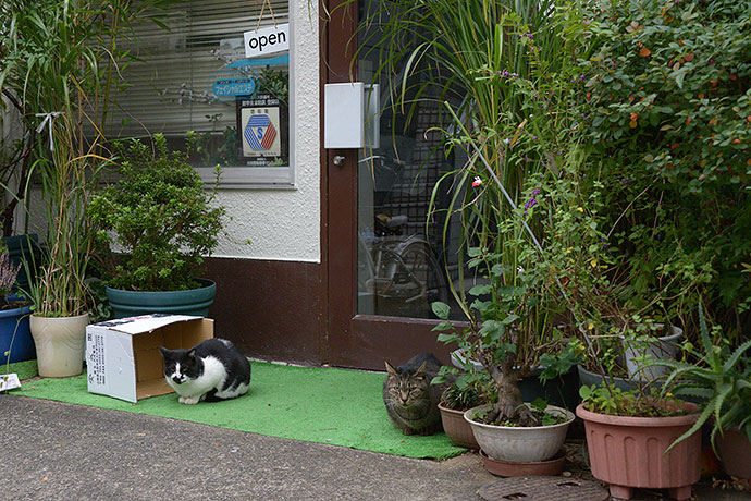 街のねこたち