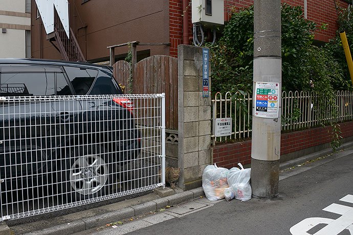 街のねこたち