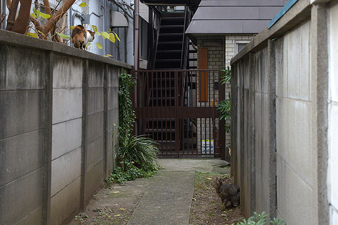 街のねこたち
