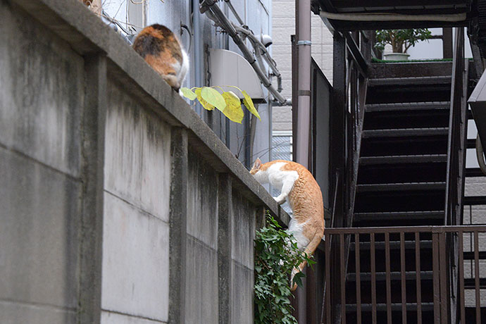 街のねこたち
