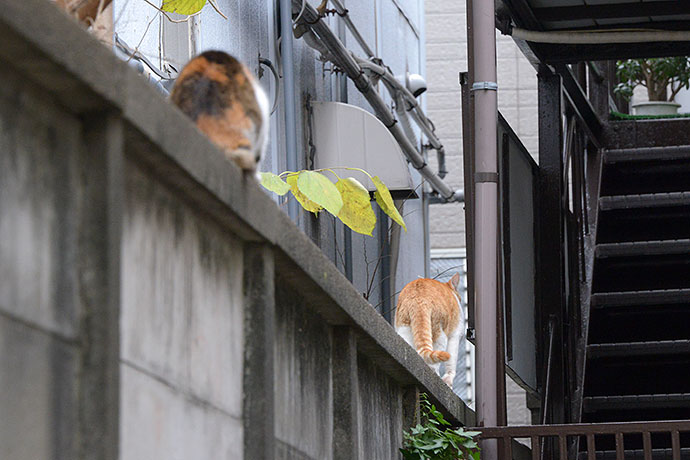 街のねこたち
